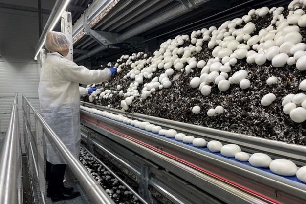 Recolección de Champiñones